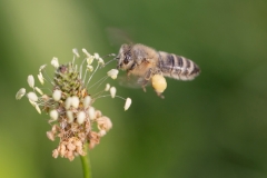Honigbiene mit Pollenhöschen©Ralph Sturm