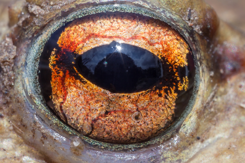 Erdkröte, Auge -©Ralph Sturm