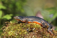 Bergmolch, Männchen in Wassertracht©Ralph Sturm