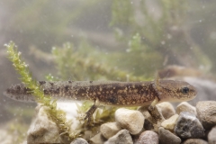 Feuersalamander, Larve -©Ralph Sturm