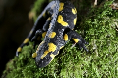 Feuersalamander -©Ralph Sturm