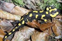 Feuersalamander-©Ralph Sturm