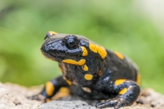Feuersalamander - ©Ralph Sturm