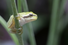 Laubfrosch -©Ralph Sturm