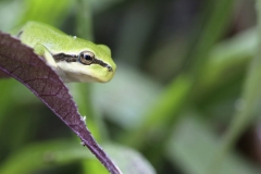 Laubfrosch -©Ralph Sturm