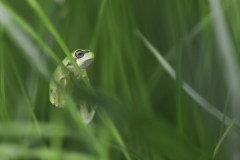 Laubfrosch -©Ralph Sturm