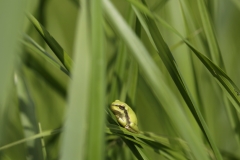 Laubfrosch -©Ralph Sturm