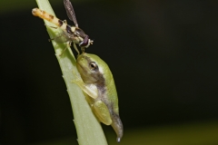Laubfrosch und Schwebfliege -©Ralph Sturm