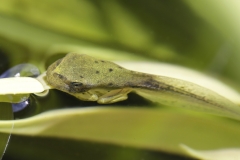 Laubfrosch, Kaulquappe -©Ralph Sturm