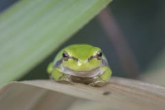Laubfrosch -©Ralph Sturm