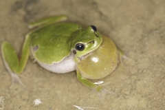 Laubfrosch mit Schallblase -©Ralph Sturm