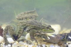 Teichfrosch -©Ralph Sturm
