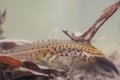 Teichmolch, Männchen in Wassertracht -©Ralph Sturm