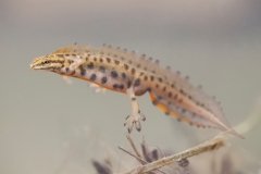 Teichmolch, Männchen in Wassertracht -©Ralph Sturm