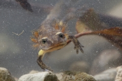 Feuersalamander, Larve -©Ralph Sturm