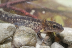Feuersalamander, Larve -©Ralph Sturm