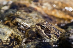 Bergfrosch -©Ralph Sturm