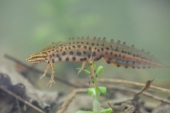 Teichmolch, Männchen in Wassertracht -©Ralph Sturm