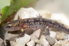 Feuersalamander, Larve -©Ralph Sturm