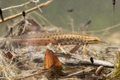 Teichmolch, Männchen in Wassertracht -©Ralph Sturm