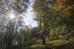 Herbstwald - ©Ralph Sturm