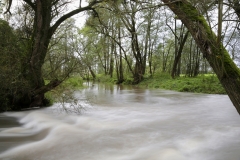 Hochwasser Kleine Laber - ©Ralph Sturm