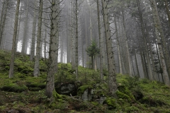 Bergwald im Spätsommer - ©Ralph Sturm