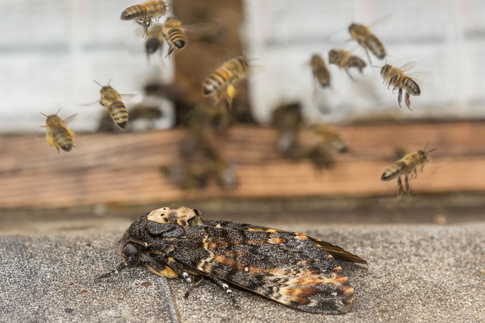 Totenkopfschwärmer und Honigbienen©Ralph Sturm