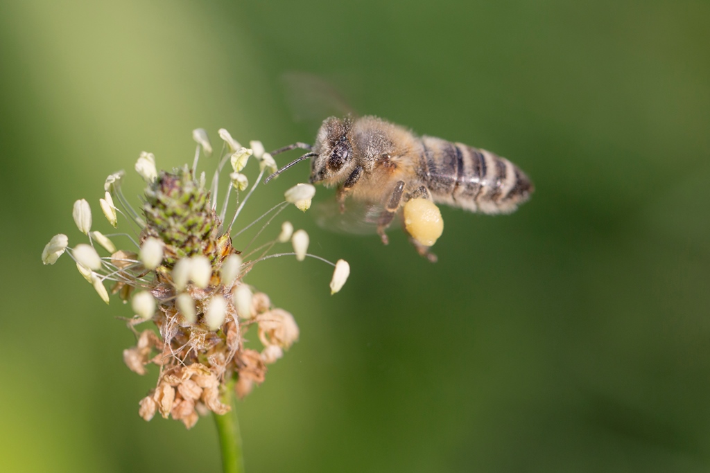 Honigbiene mit Pollenhöschen©Ralph Sturm