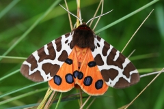 Brauner Bär©Ralph Sturm