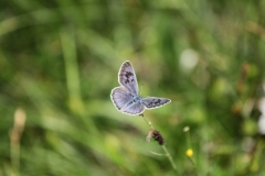 Arion-Bläuling©Ralph Sturm