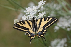 Südlicher Schwalbenschwanz©Ralph Sturm