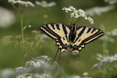 Südlicher Schwalbenschwanz©Ralph Sturm