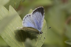 Faulbaumbläuling, Weibchen©Ralph Sturm