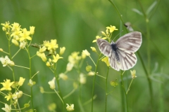 Bergweißling, Weibchen©Ralph Sturm
