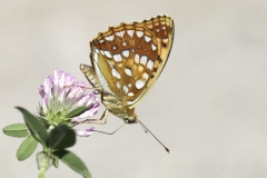 Mittlerer Perlmutterfalter©Ralph Sturm