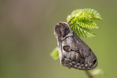 Europäischer Brahmaspinner©Ralph Sturm