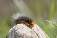 Brauner Bär, Raupe©Ralph Sturm