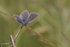 Kreuzenzian-Ameisenbläuling, Weibchen©Ralph Sturm