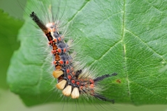 Schlehen-Bürstenspinner, Raupe©Ralph Sturm