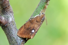 Schlehen-Bürstenspinner, Männchen©Ralph Sturm