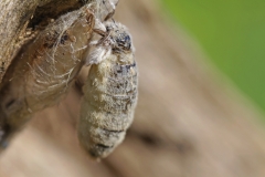 Schlehen-Bürstenspinner, Weibchen©Ralph Sturm