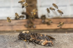 Totenkopfschwärmer und Honigbienen©Ralph Sturm