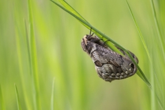 Europäischer Brahmaspinner©Ralph Sturm