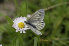 Bergweißling, Weibchen©Ralph Sturm