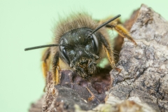 Rote Mauerbiene, Kopfportrait©Ralph Sturm