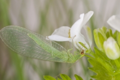 Florfliege©Ralph Sturm