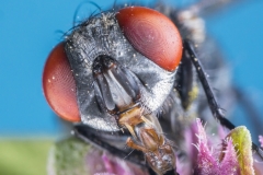 Schmeissfliege, Kopfportrait©Ralph Sturm