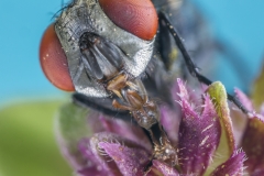 Schmeissfliege©Ralph Sturm