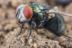 Schmeissfliege©Ralph Sturm